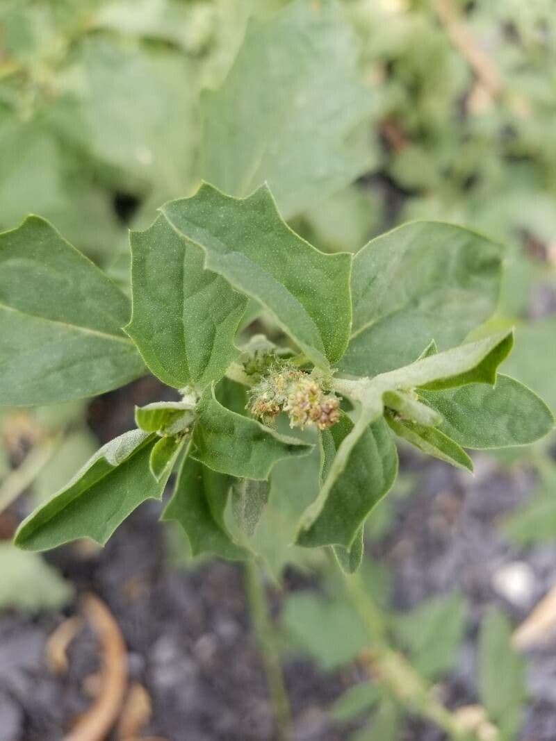 Atriplex rosea