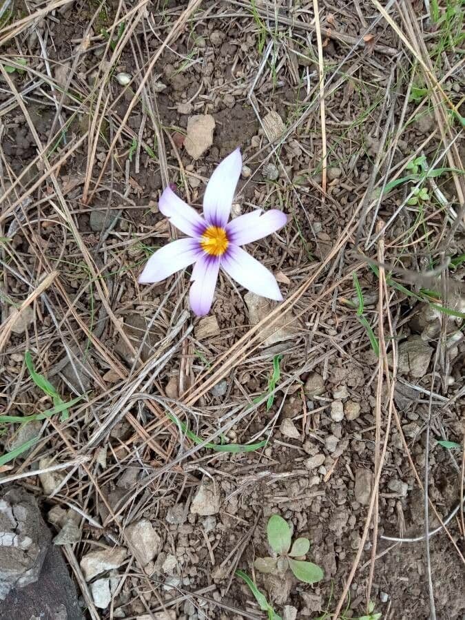Romulea arnaudii