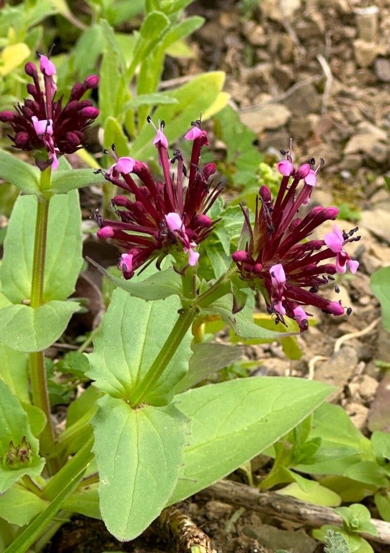 Valeriana cornucopiae