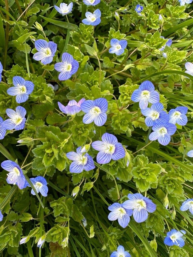 Veronica persica