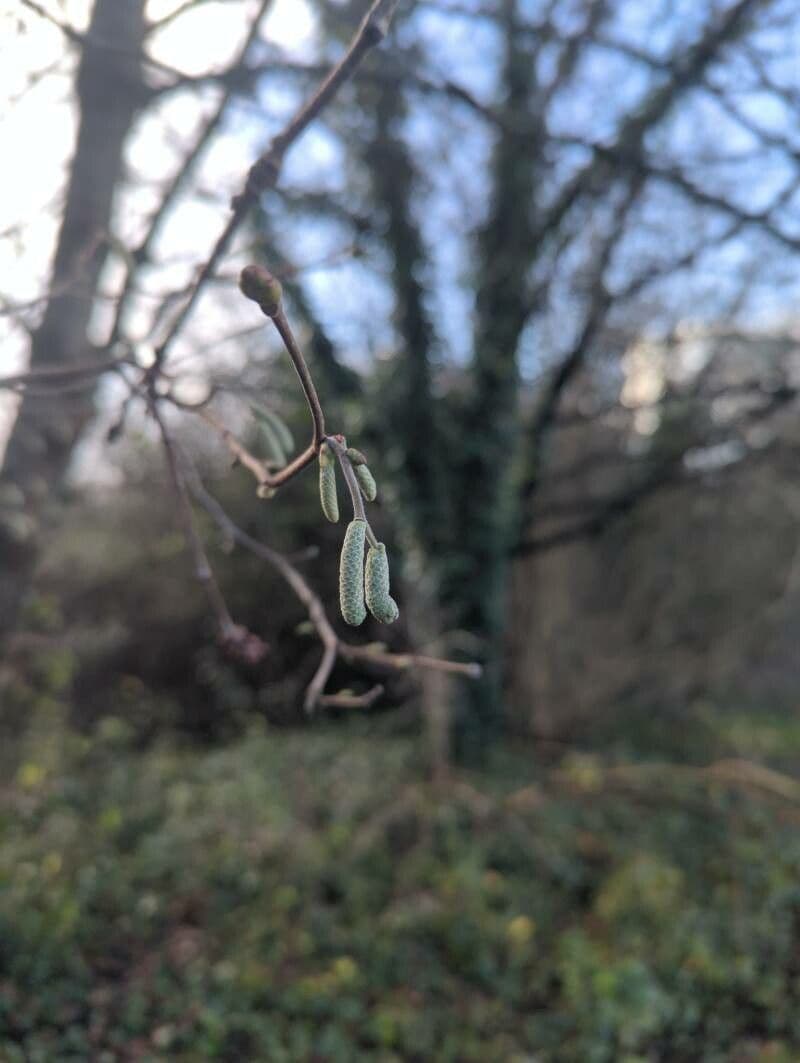 Alnus incana
