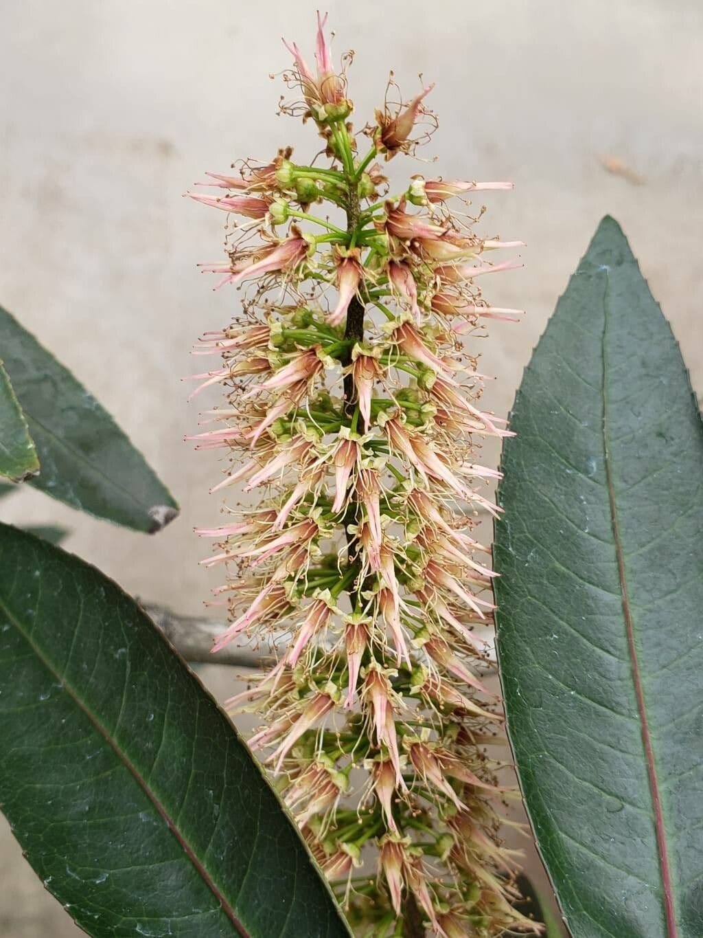 Cunonia capensis