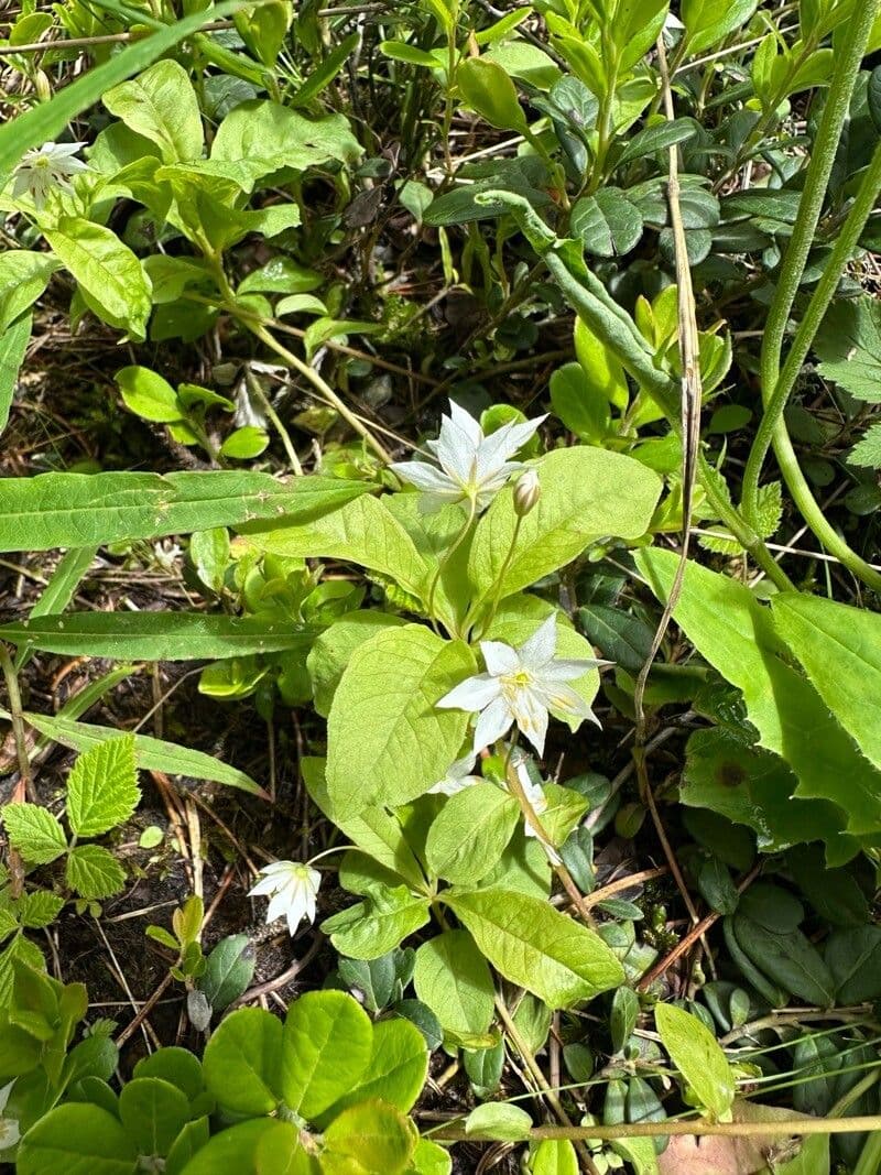 Lysimachia europaea