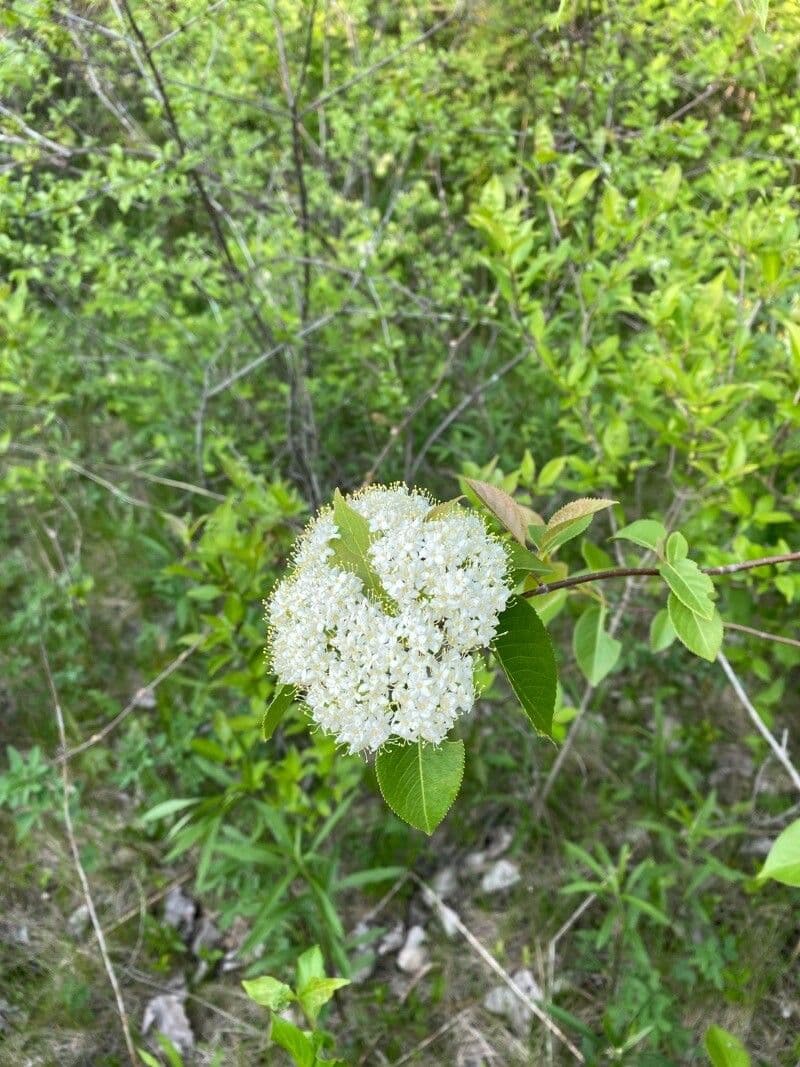 Viburnum lentago