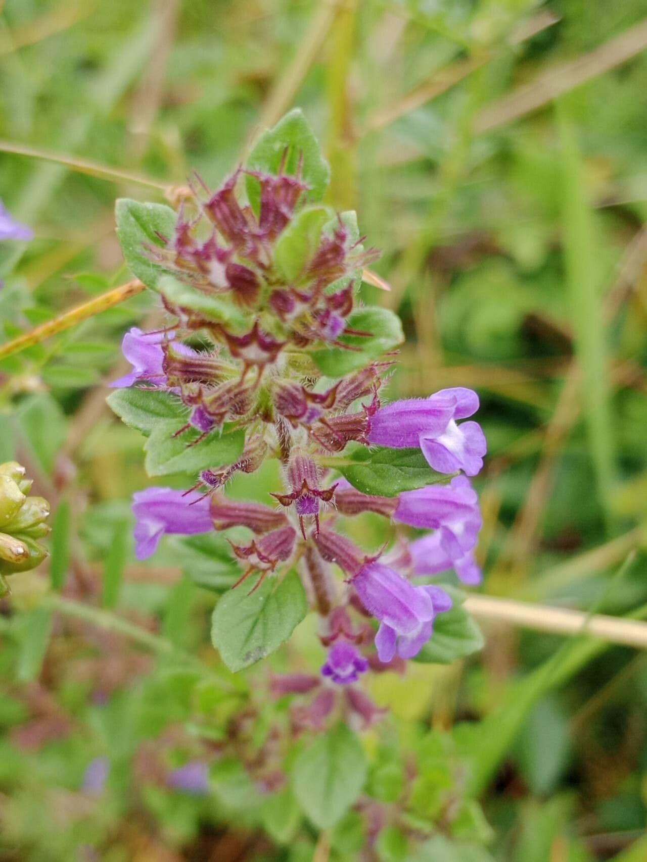 Clinopodium acinos