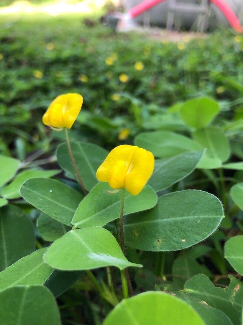 Arachis pintoi