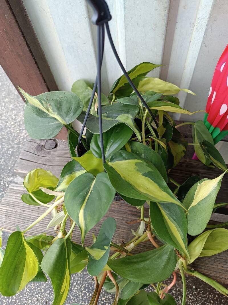 Philodendron cordatum