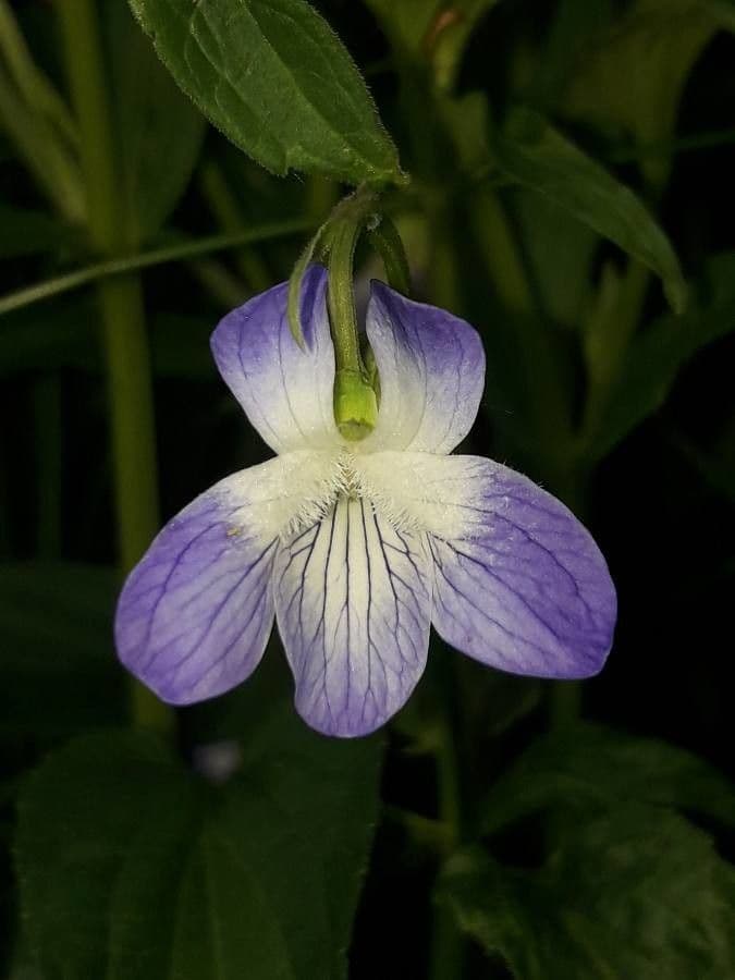 Viola elatior