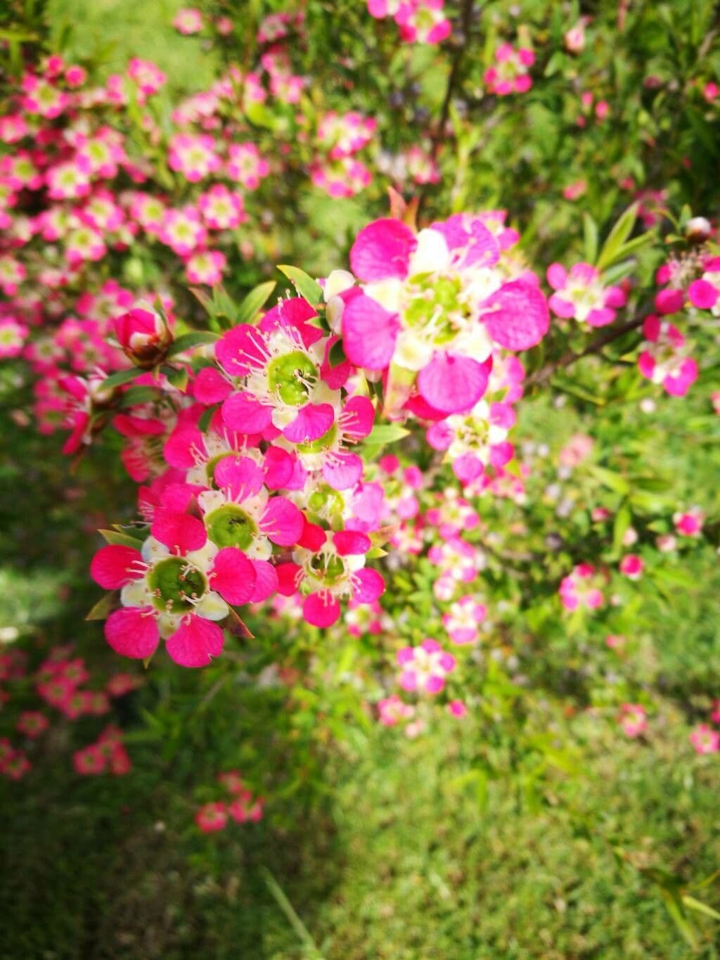 Leptospermum scoparium