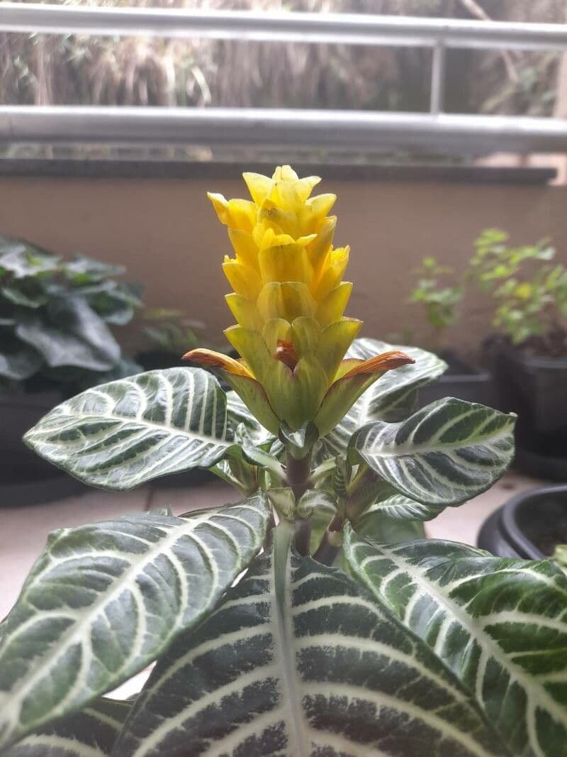 Aphelandra squarrosa