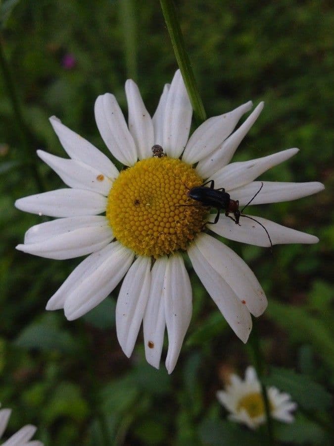Leucanthemum vulgare