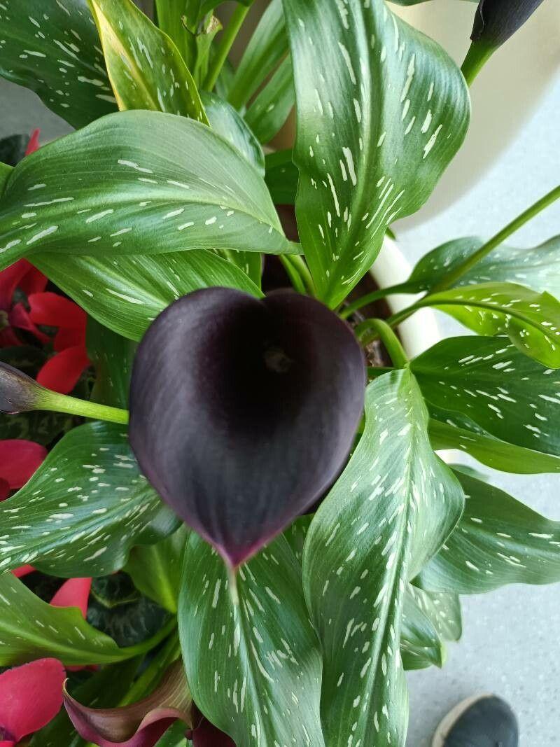 Zantedeschia albomaculata