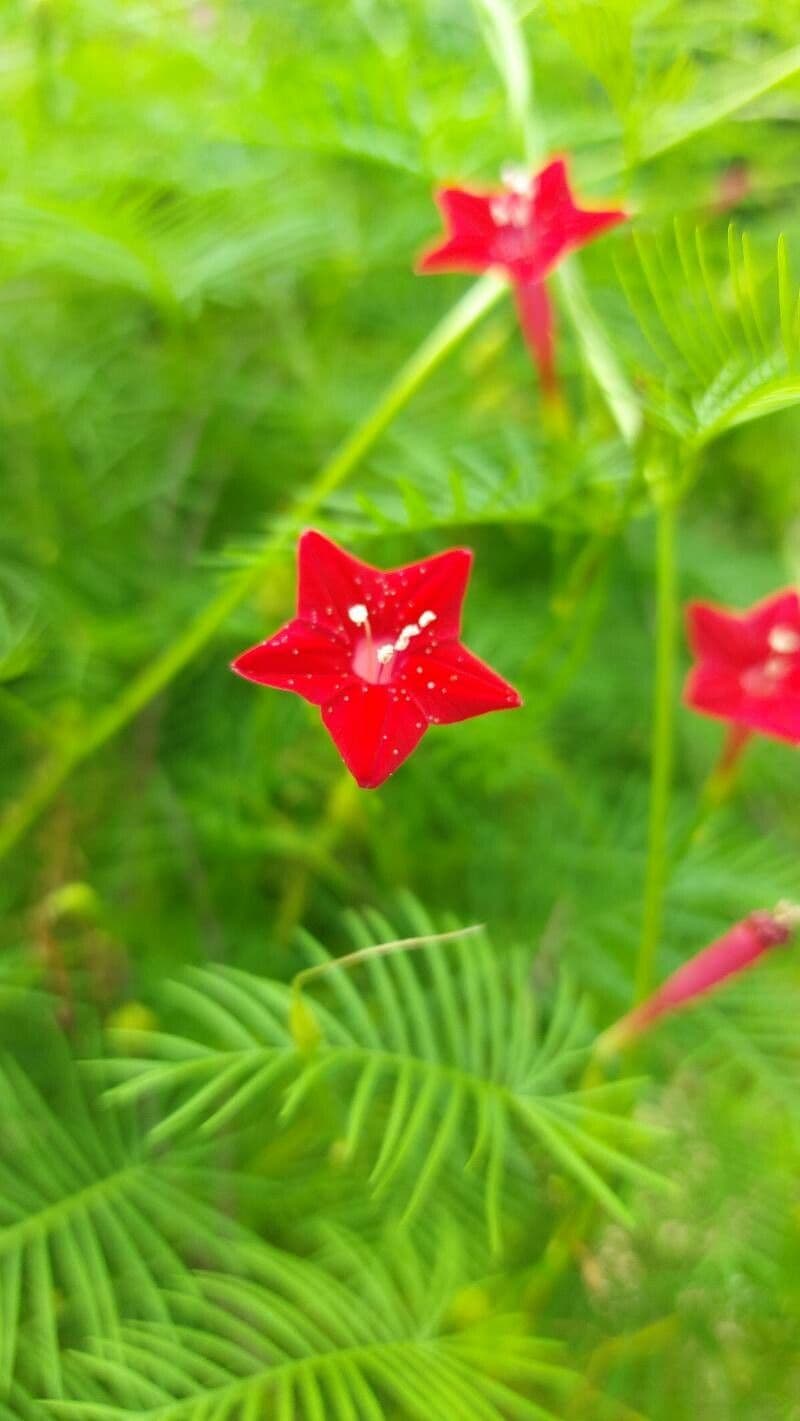 Ipomoea quamoclit