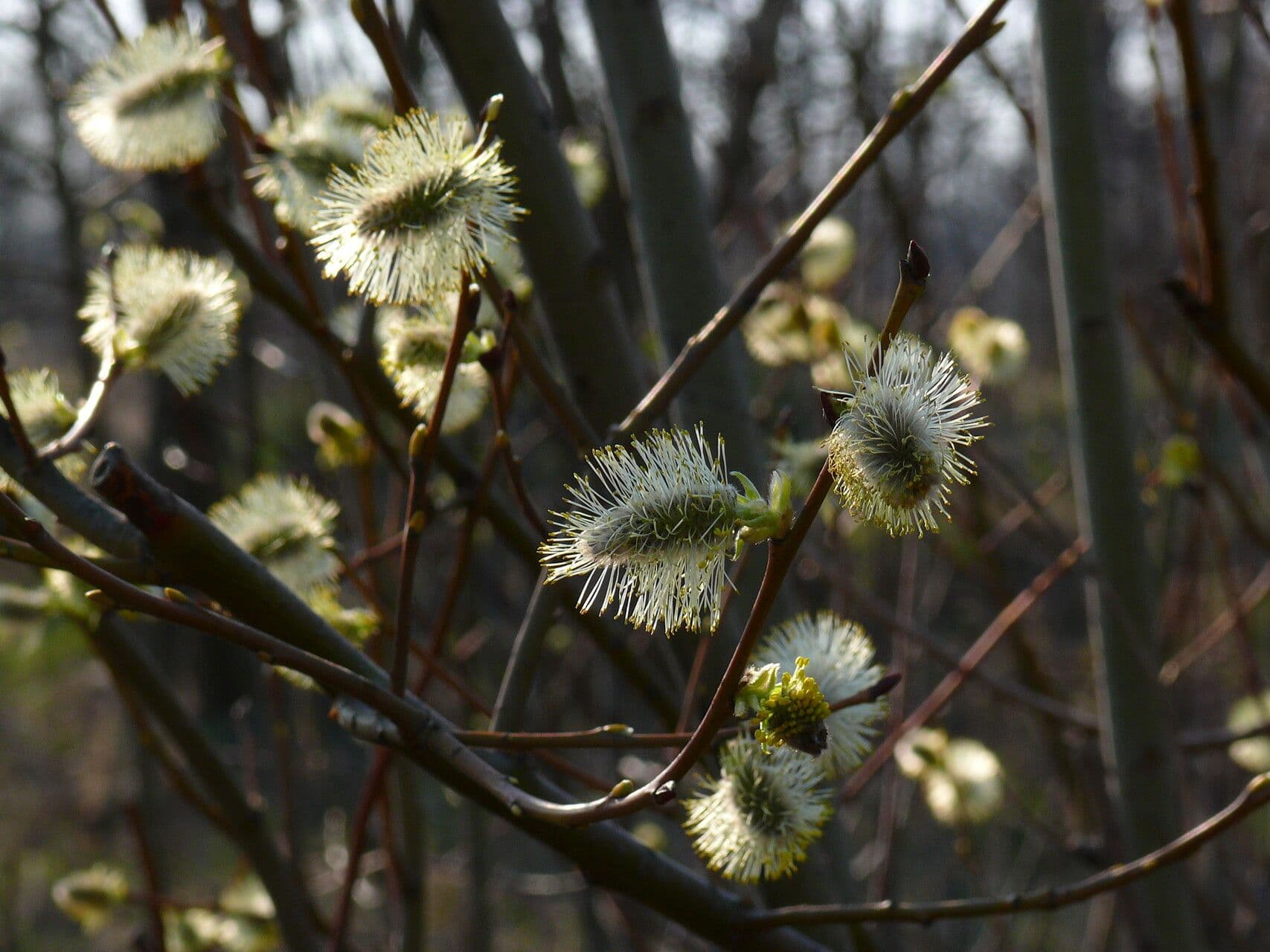 Salix myrsinifolia