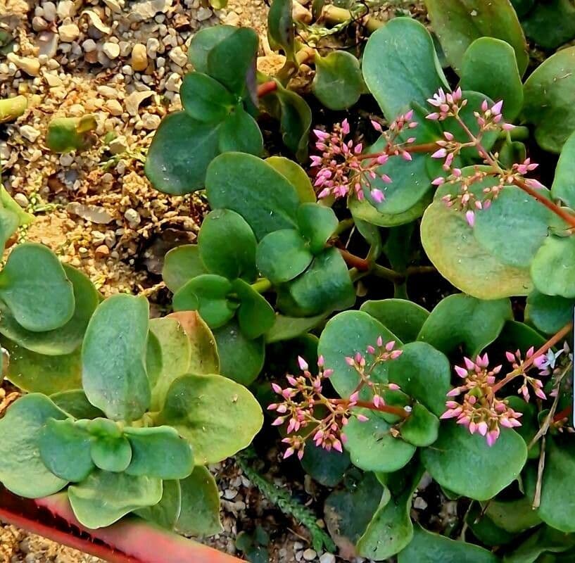 Crassula multicava