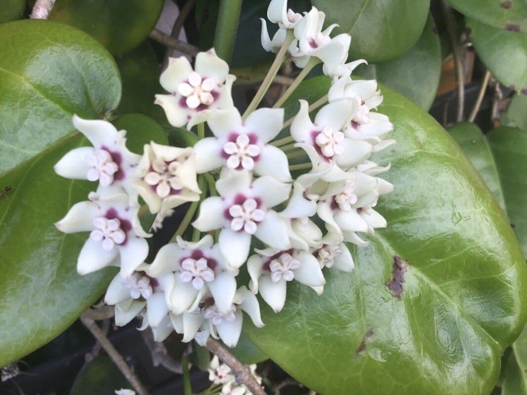 Hoya australis