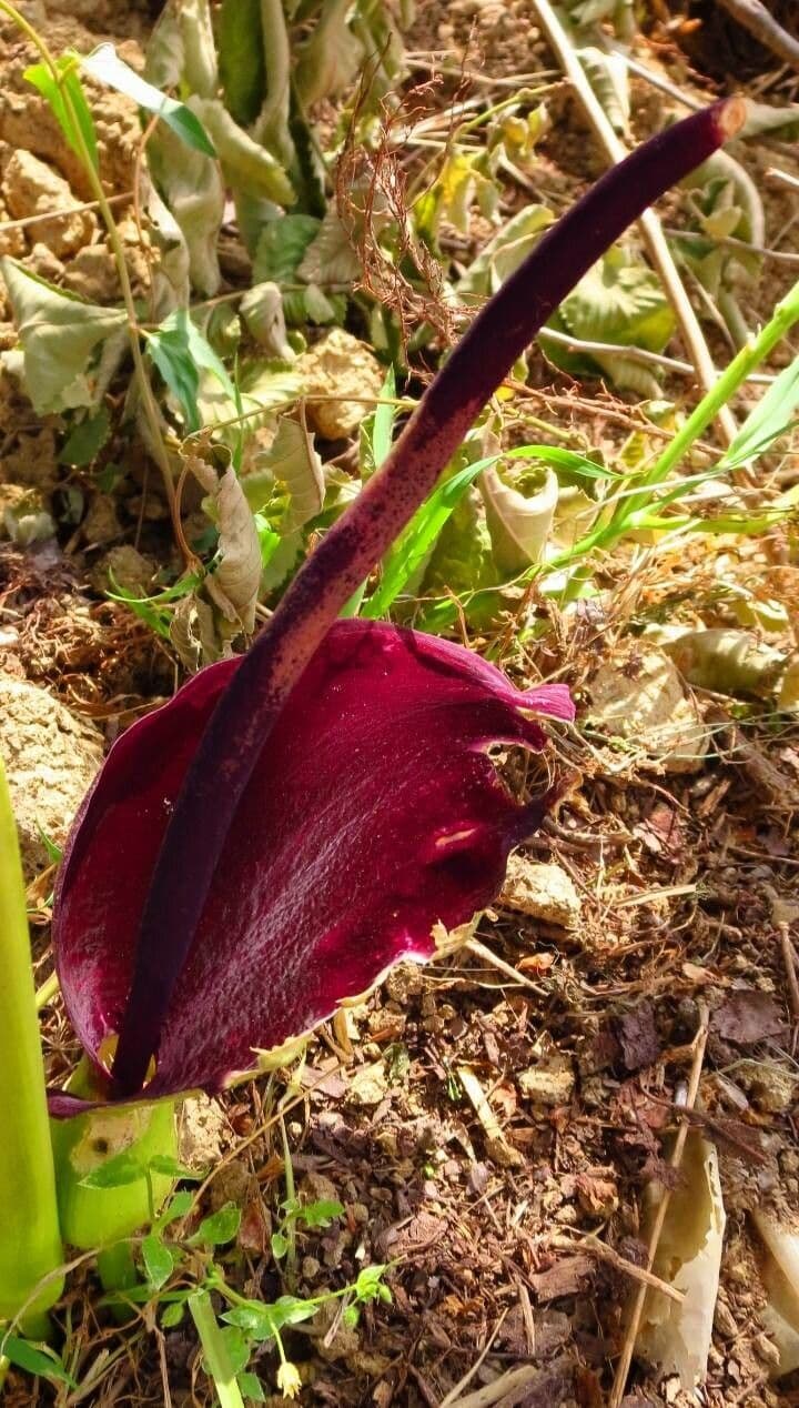 Arum palaestinum
