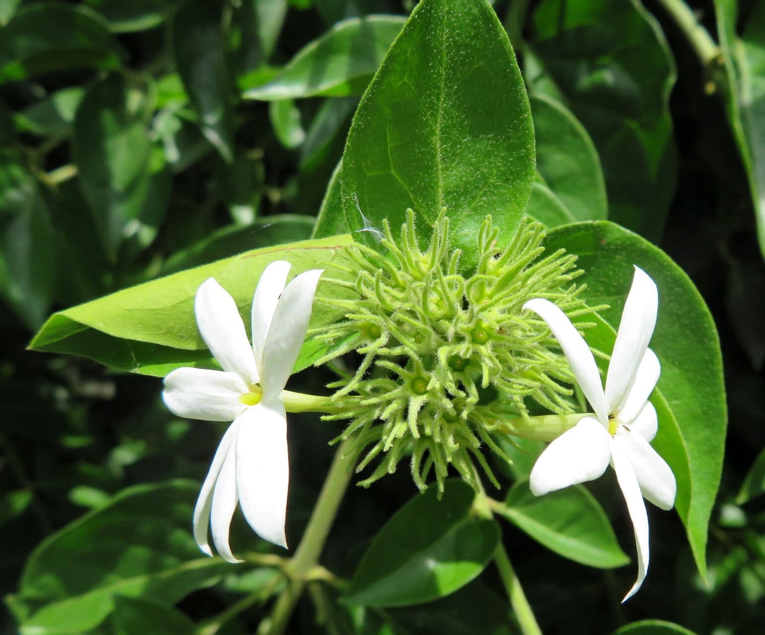 Jasminum officinale