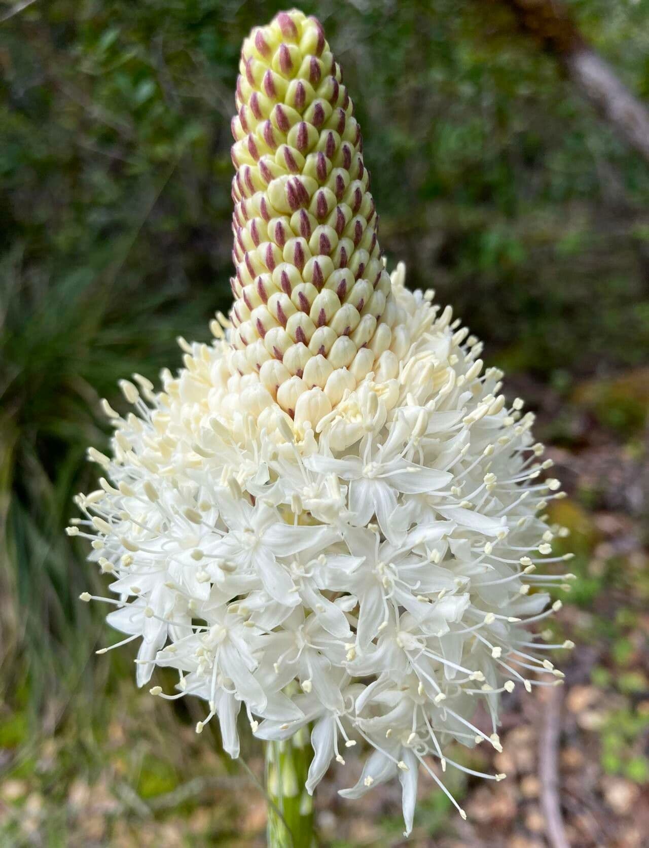 Xerophyllum tenax