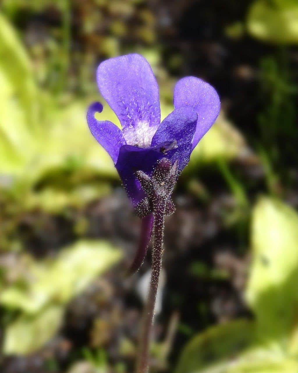 Pinguicula vulgaris