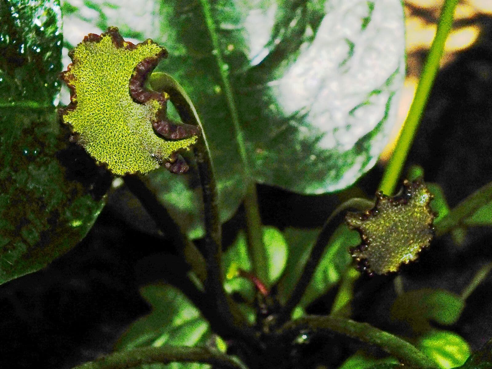 Dorstenia elata