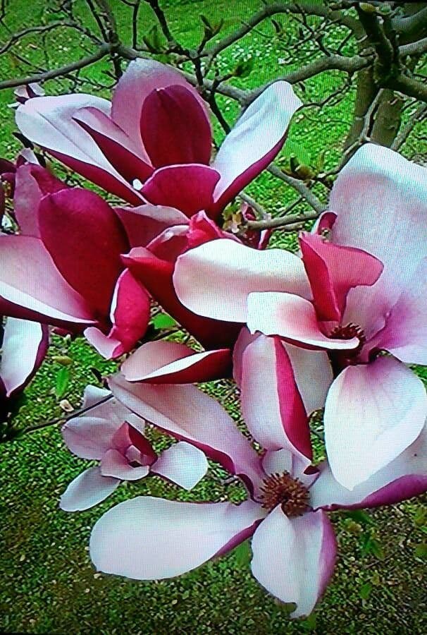 Magnolia liliiflora