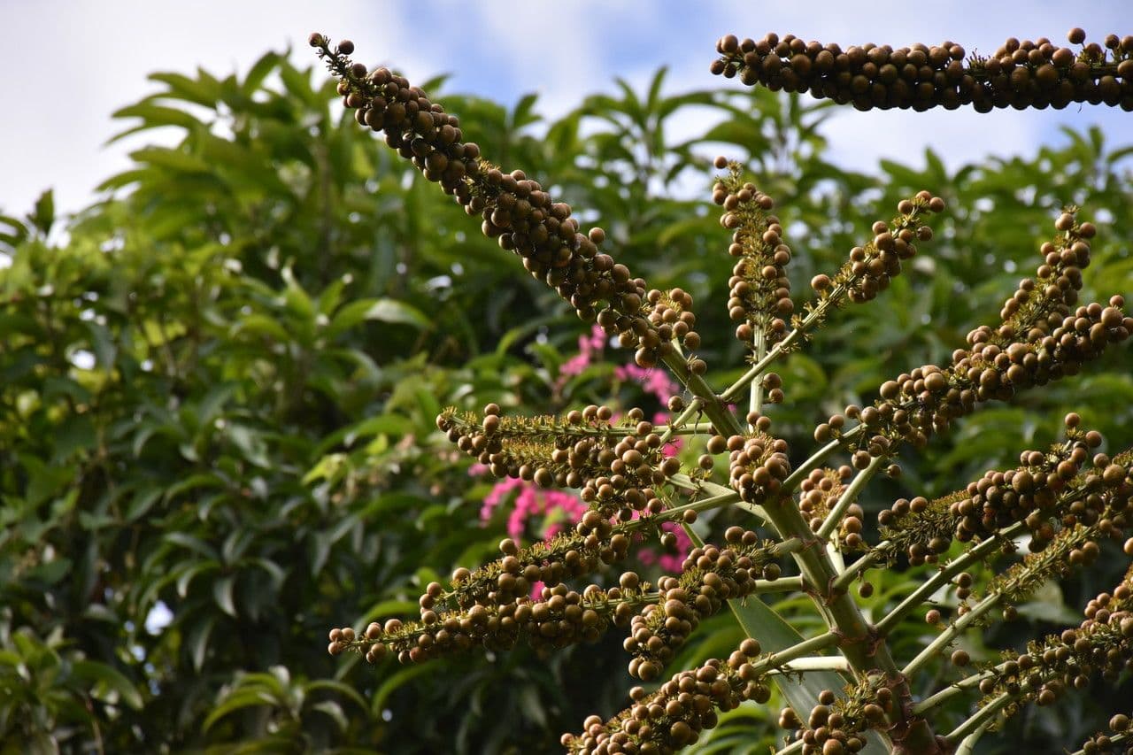 Dracaena concinna