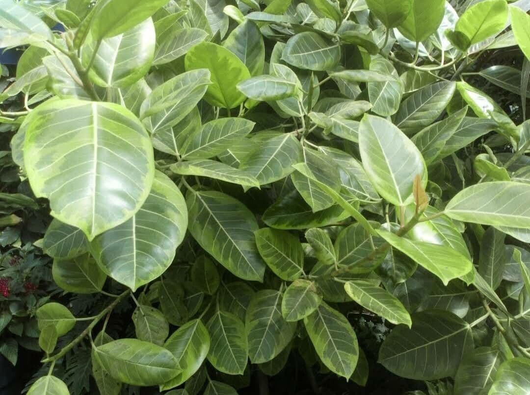 Ficus altissima