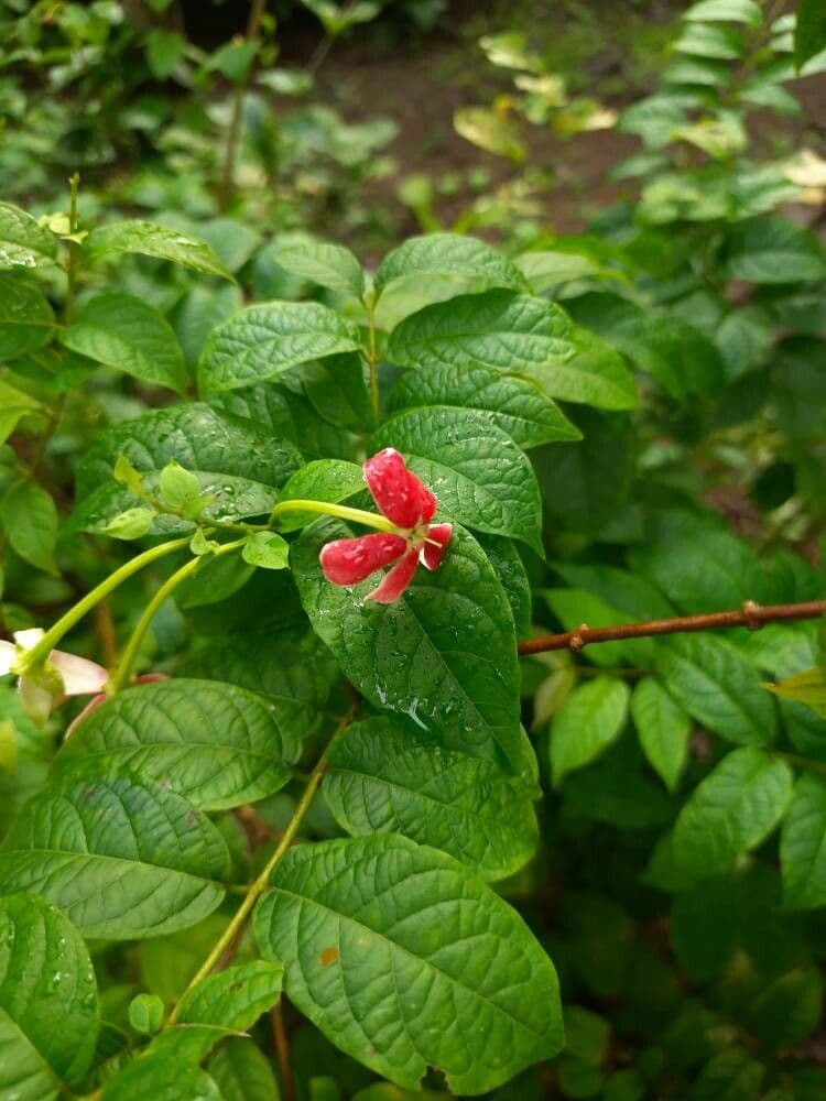 Combretum indicum