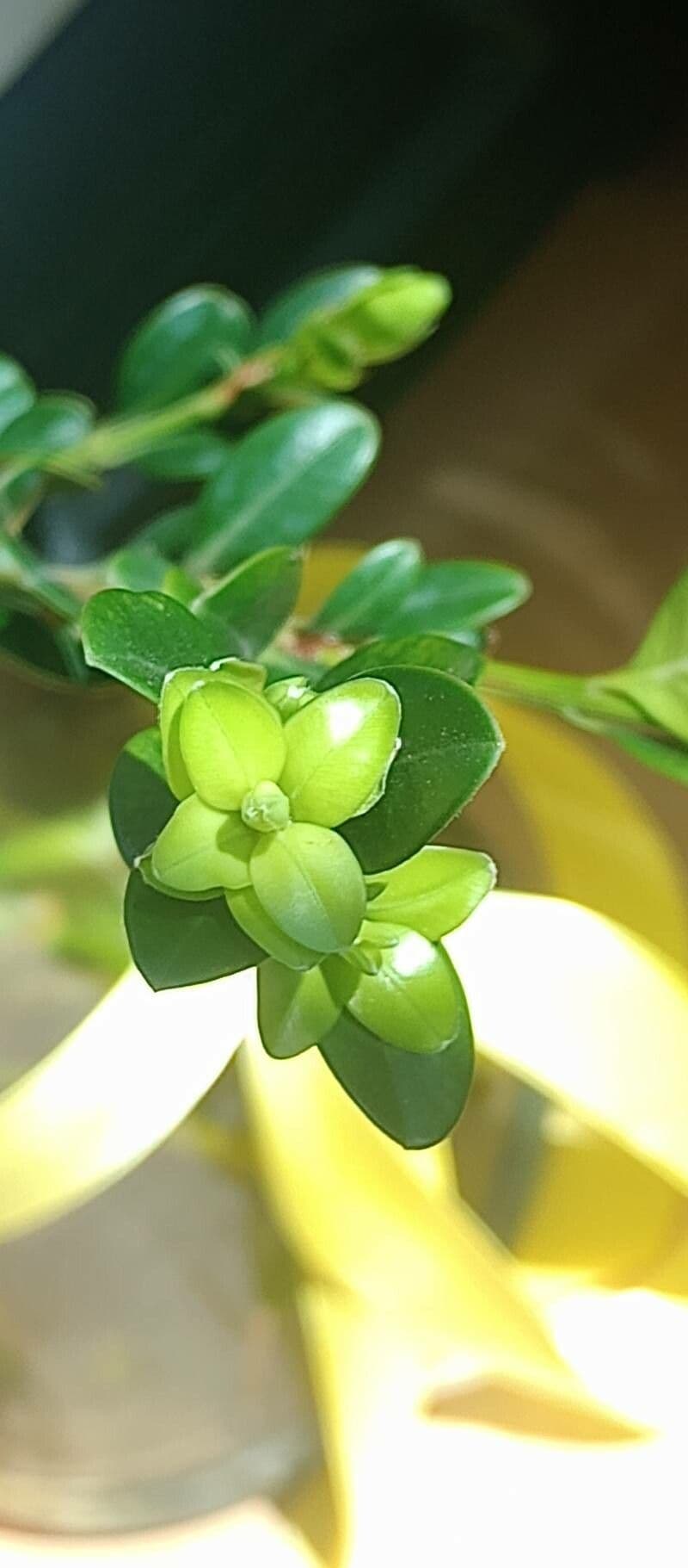 Buxus microphylla