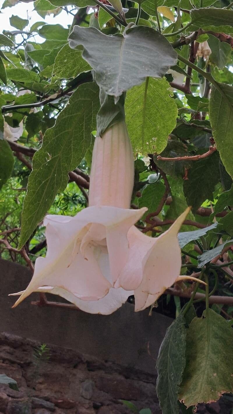 Brugmansia suaveolens