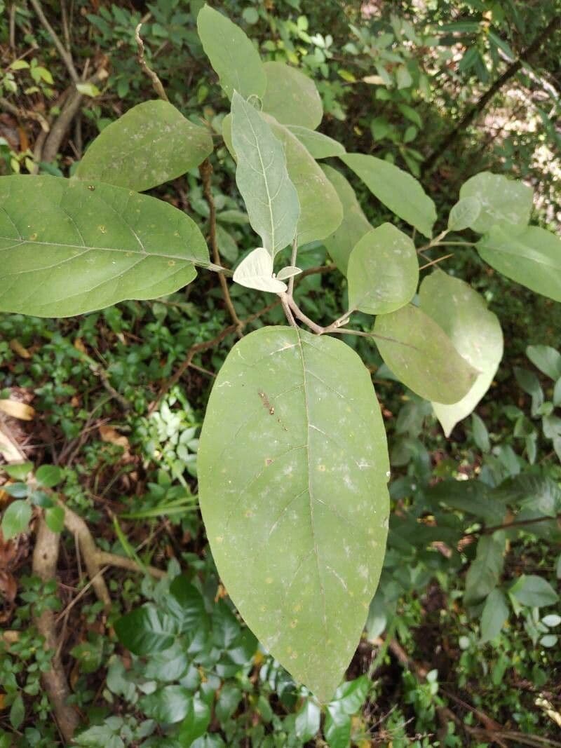 Solanum erianthum