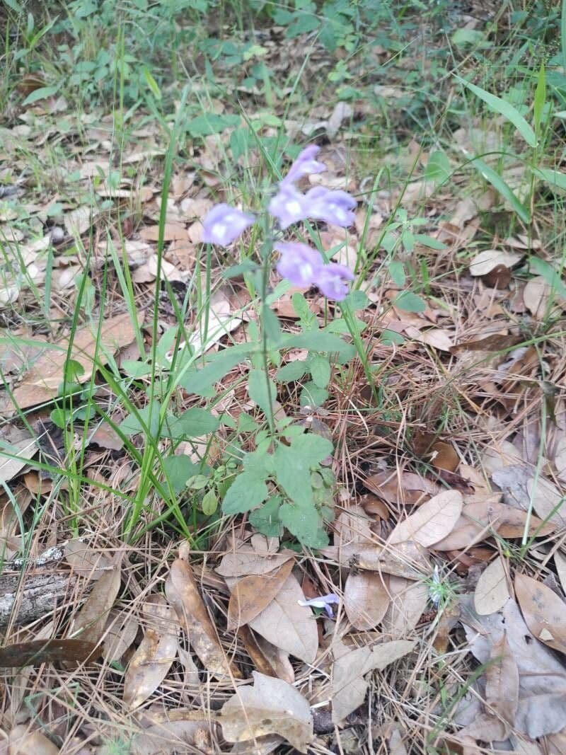 Scutellaria integrifolia