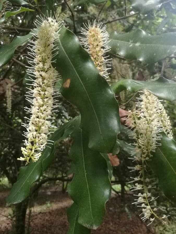Macadamia integrifolia