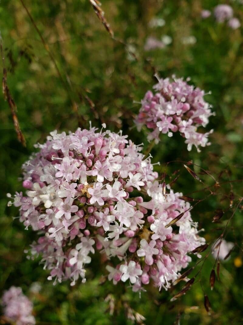 Valeriana dioica