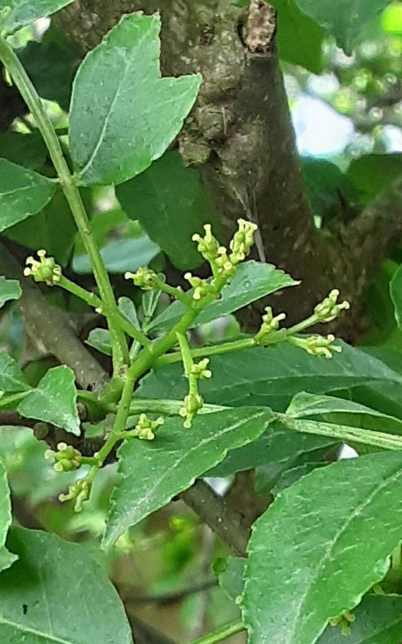 Zanthoxylum bungeanum