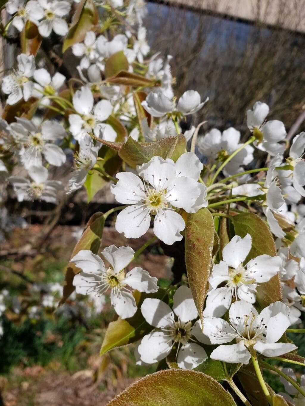 Pyrus pyrifolia