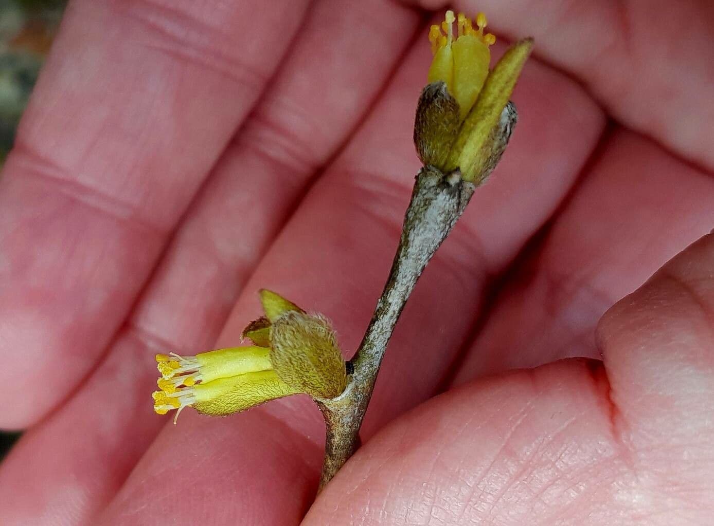 Dirca palustris