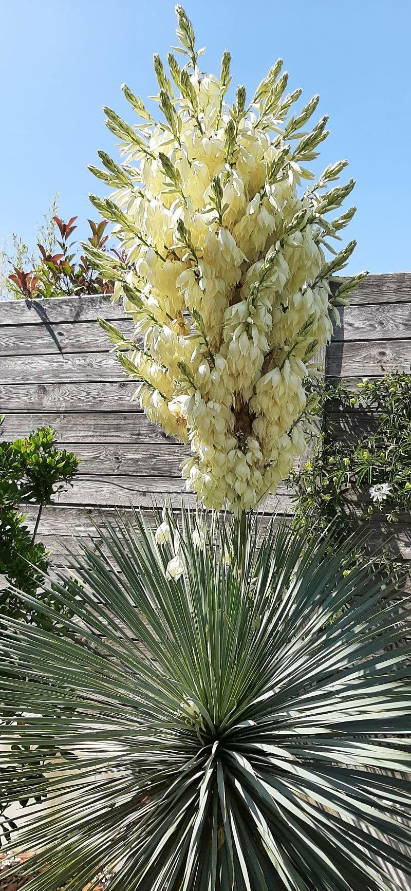 Yucca rostrata