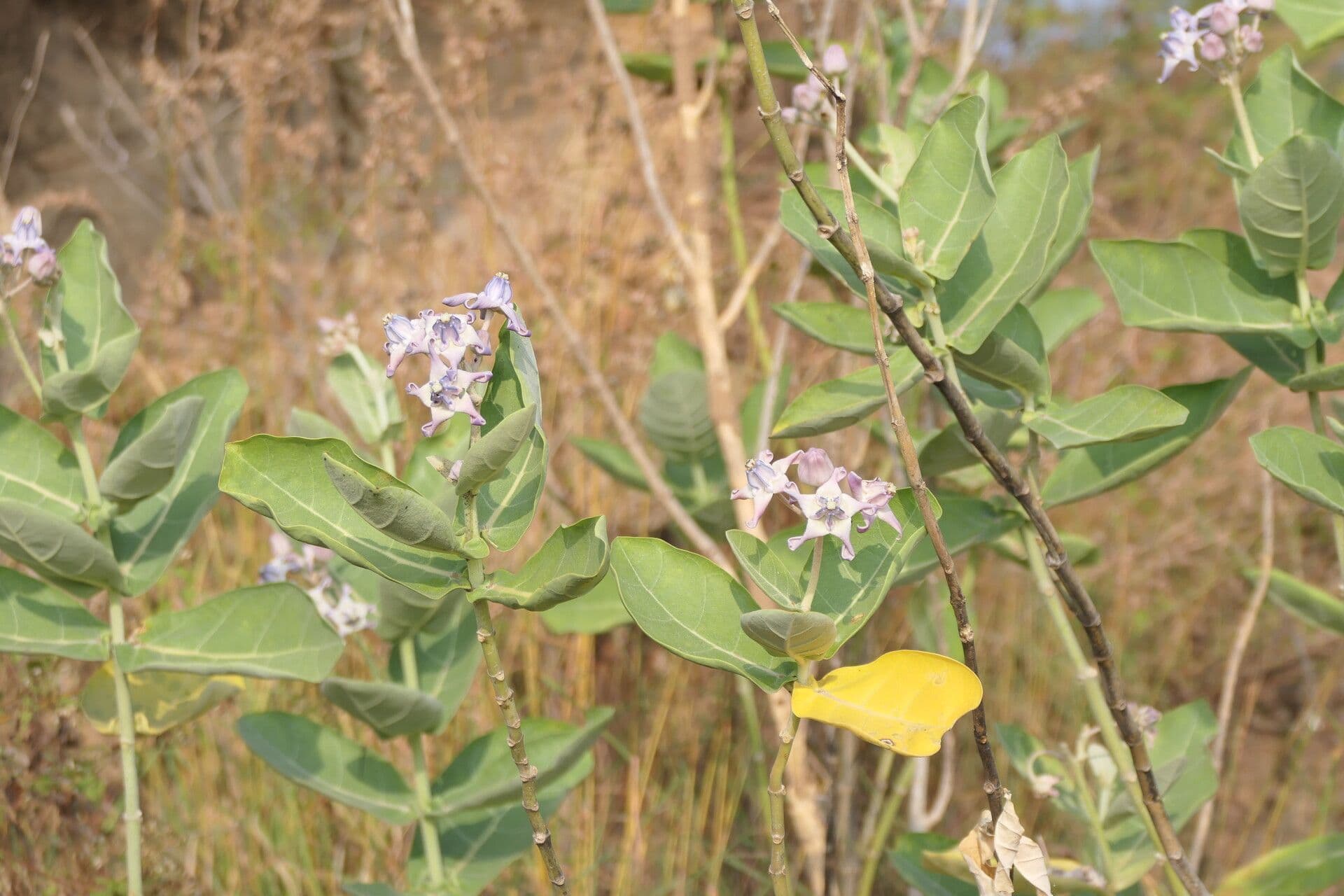 Calotropis gigantea