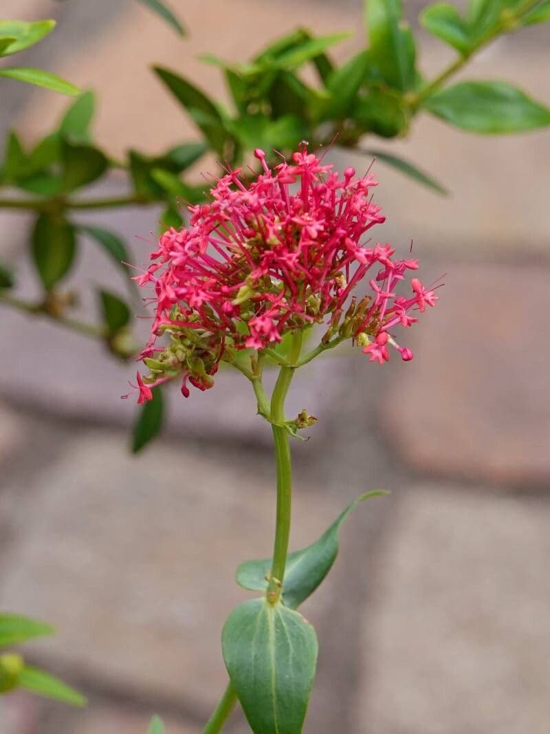 Valeriana angustifolia