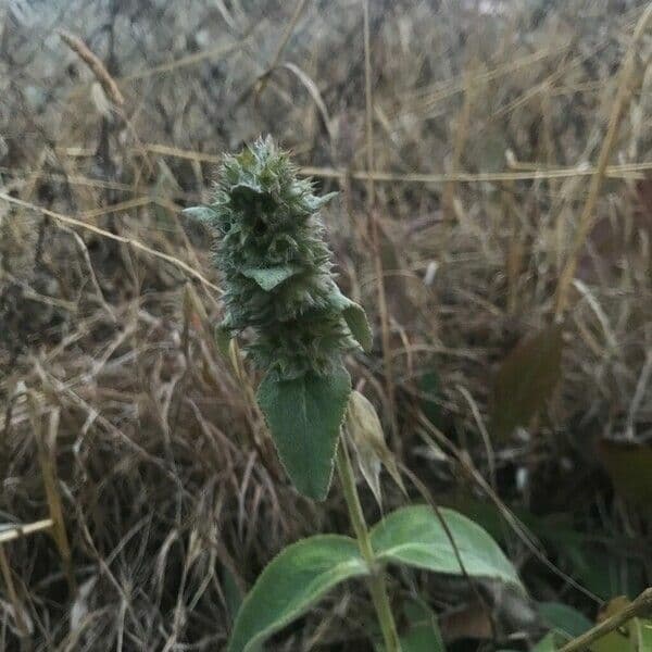 Stachys germanica