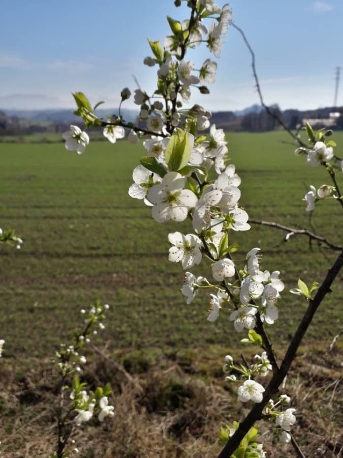 Prunus avium