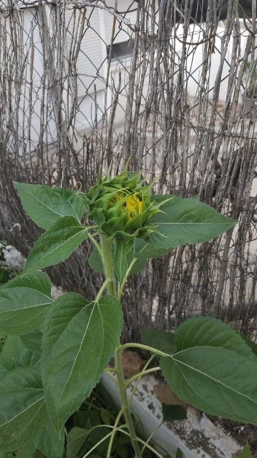 Helianthus annuus