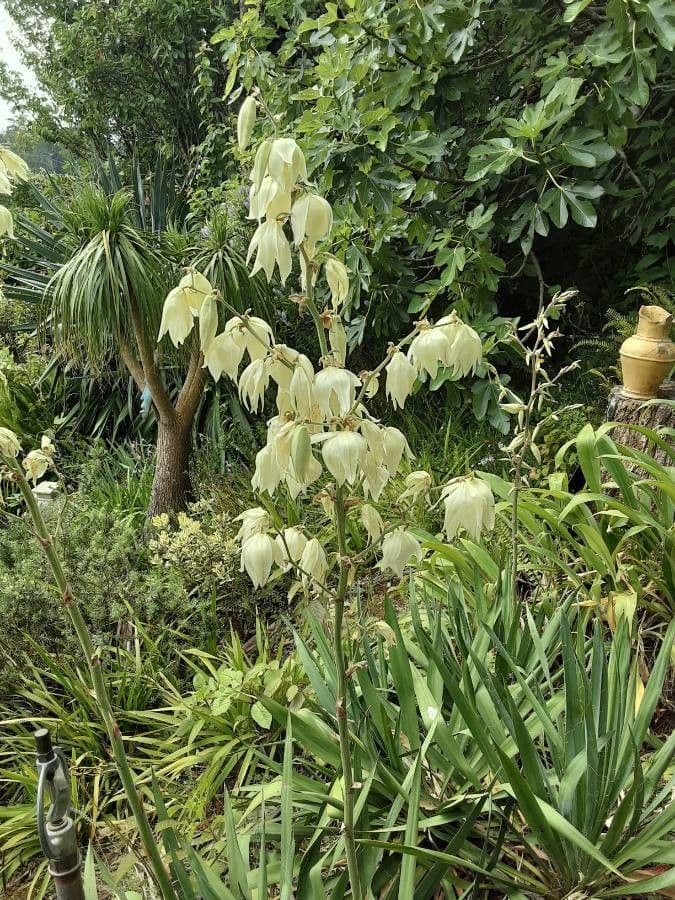 Yucca flaccida