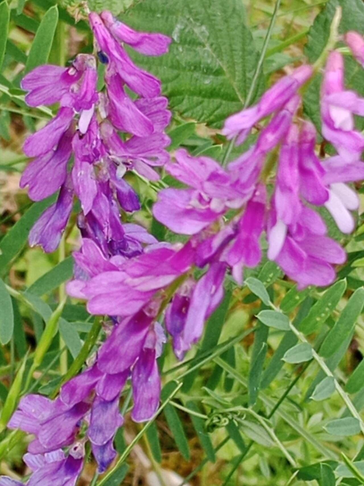 Vicia tenuifolia