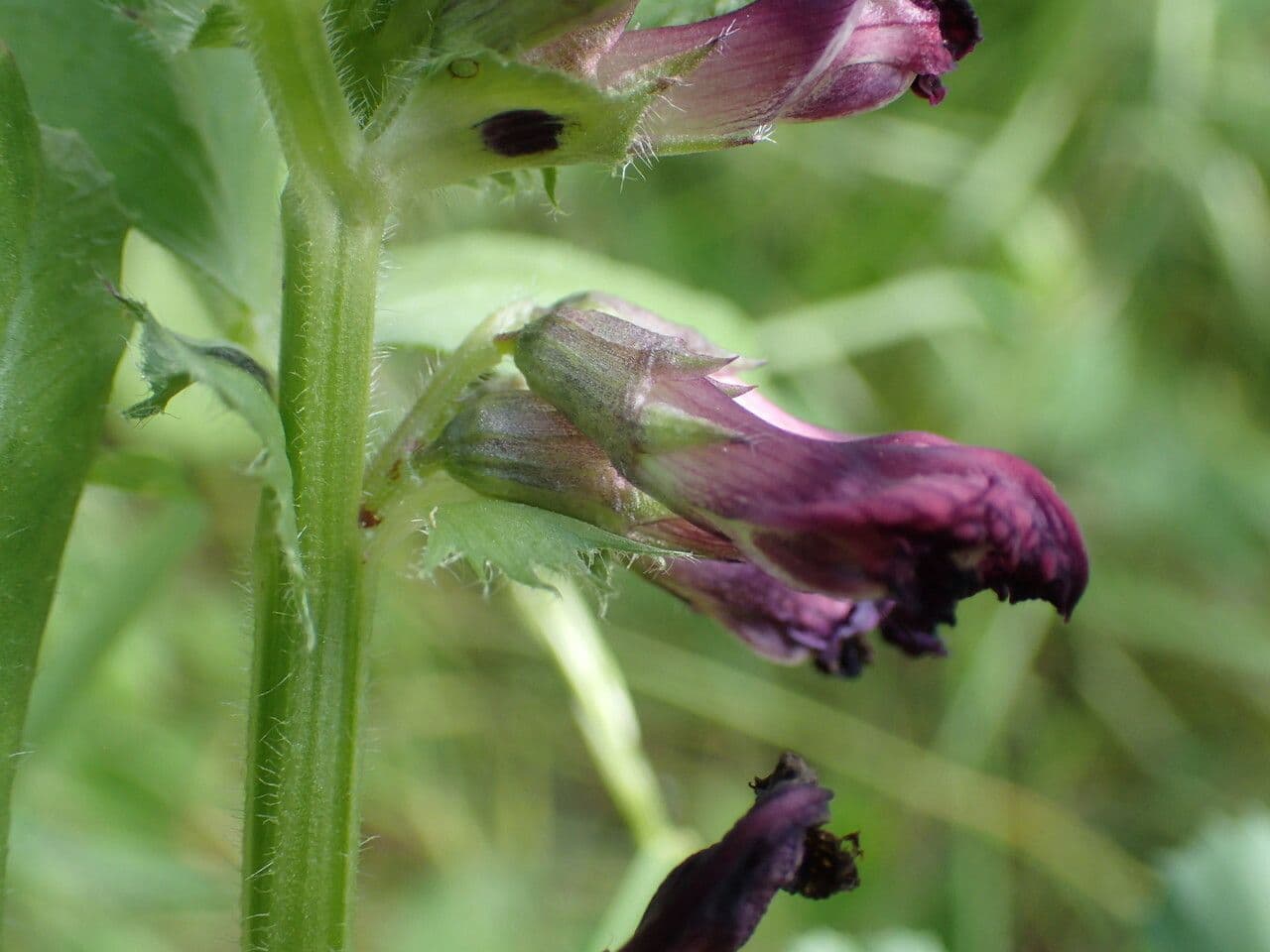 Vicia serratifolia