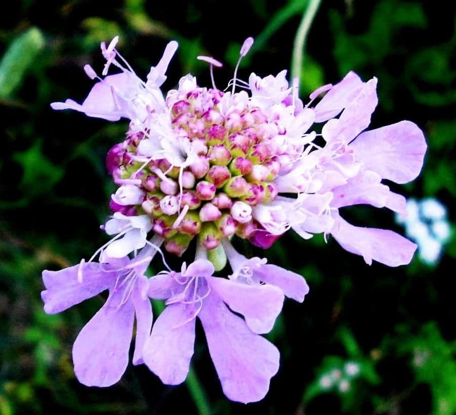 Scabiosa columbaria