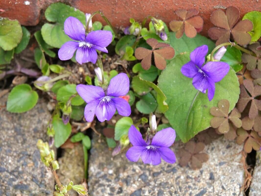 Viola melissifolia