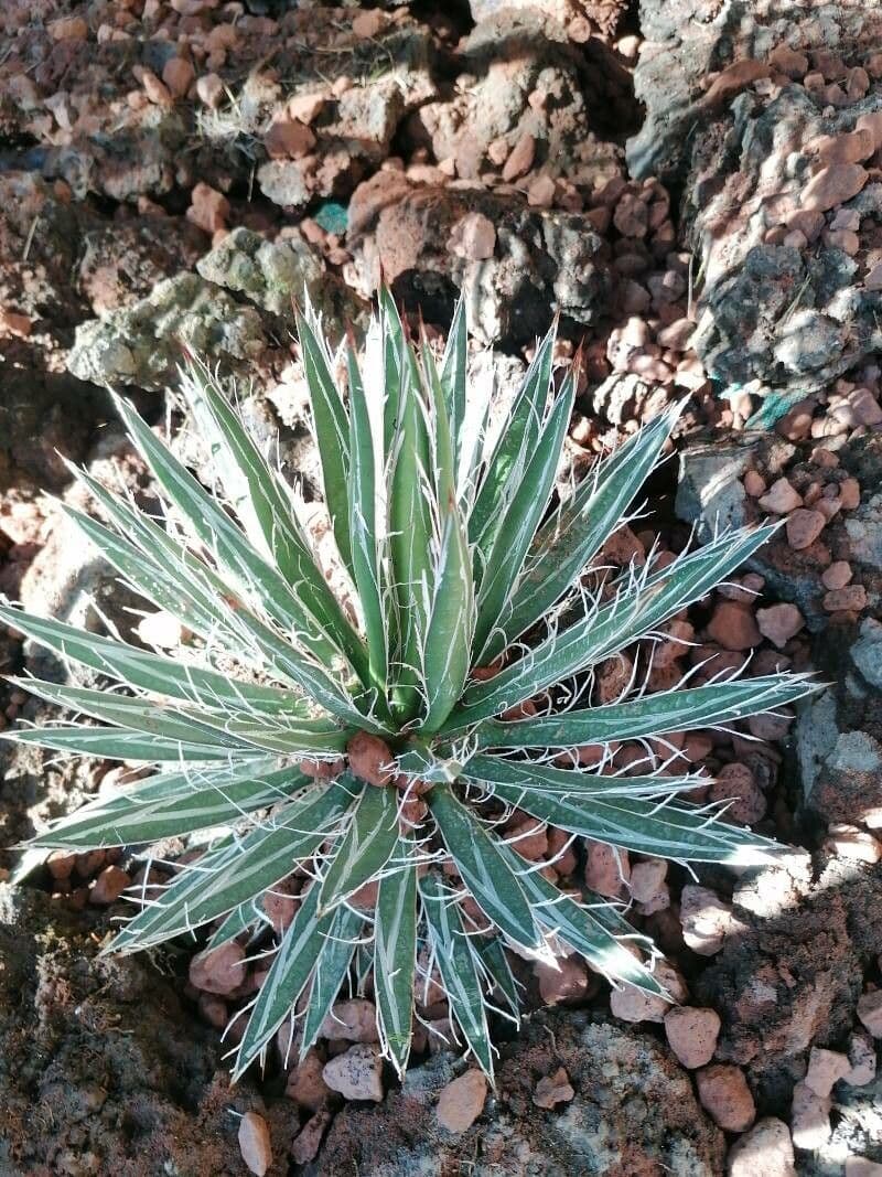 Agave toumeyana